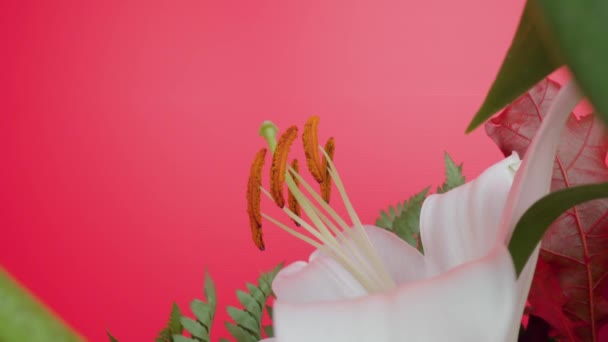 Pistilos e estames entre pétalas de lírio branco contra a parede rosa — Vídeo de Stock