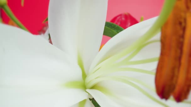 Запилені пістолети і тичинки в макросі квітки білої лілії — стокове відео