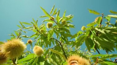 Kestane meyveleri dikenli kabuklarda parlak güneş ışığında olgunlaşır.