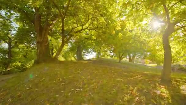 Kastanjebomen groeien in nationaal park onder fel zonlicht — Stockvideo