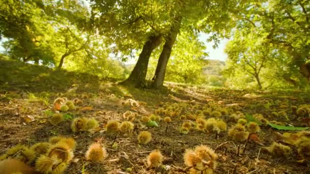 Каштанові фрукти в колючих мушлях лежать на землі серед листя — стокове відео