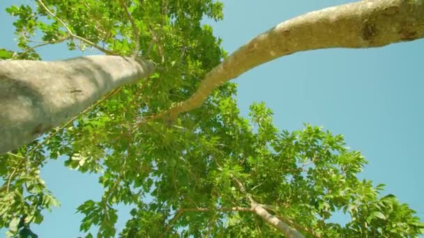 Altos árboles lisos con amplias coronas verdes crecen cerca en el parque — Vídeos de Stock