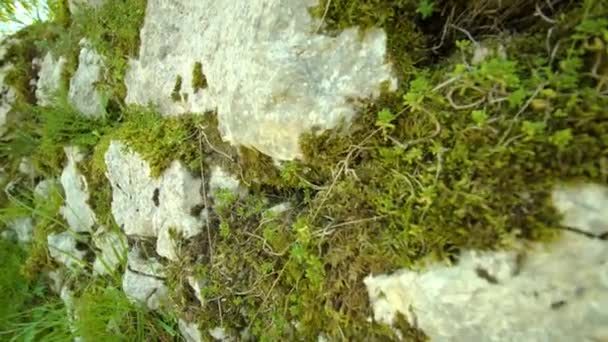 Clôture des rochers recouverts de mousse et d'herbe dans le parc — Video