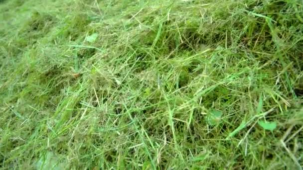 L'erba tagliata si asciuga al sole sul prato verde nel parco nazionale — Video Stock
