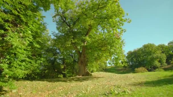 Duże drzewo rośnie na zewnętrznej zielonej łące zielony cień odlewania — Wideo stockowe