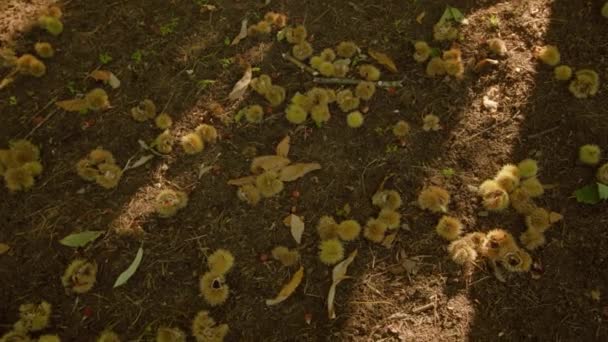 Frutas de castanha maduras estão abertas e fechadas no chão por árvore — Vídeo de Stock