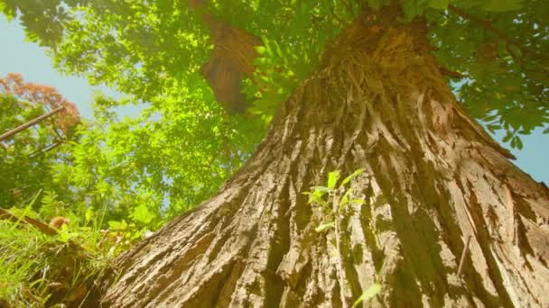 Kastanj träd tjock bark täcker stammen vid starkt solljus — Stockvideo