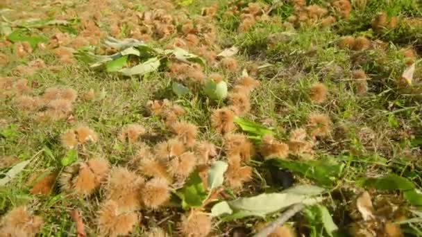 Спелые каштаны в колючей раковине лежат на земле среди травы — стоковое видео
