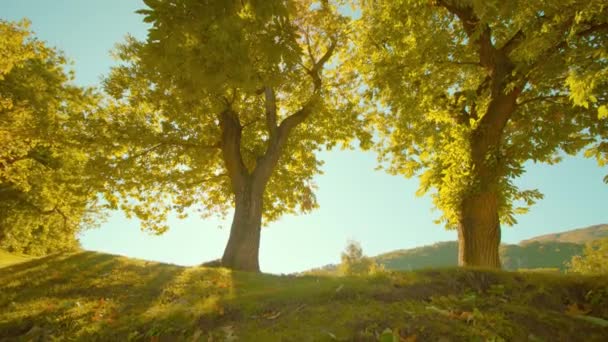 Los castaños crecen bajo la luz del sol en el parque nacional — Vídeos de Stock