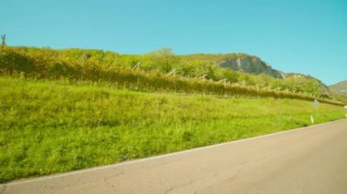 Yol kenarında yetişen üzümlü büyük üzüm bağları var.