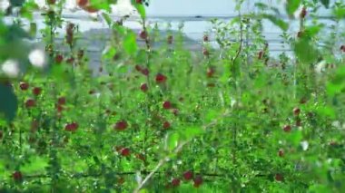 Ağın altında büyüyen taze meyvelerle kocaman bir elma bahçesi.