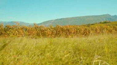 Çayır otları, dağlara karşı üzüm şaraphanesinin yanında yetişir.