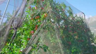 Yeşillik elma ağaçlarında olgun taze meyveler büyür.