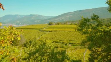 Çalıların arkasındaki vadideki yamaçlarda hasat edilen üzüm bağları.