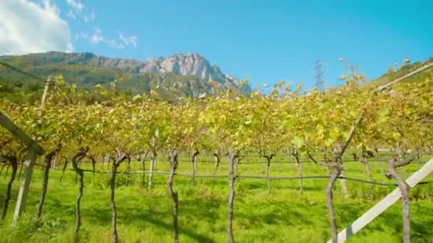Vinhas de uva com folhas amarelas crescem contra montanhas — Vídeo de Stock