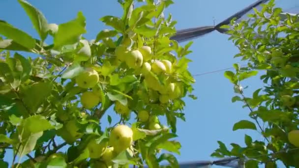 Takken met appels en groene bladeren golf in lichte wind — Stockvideo