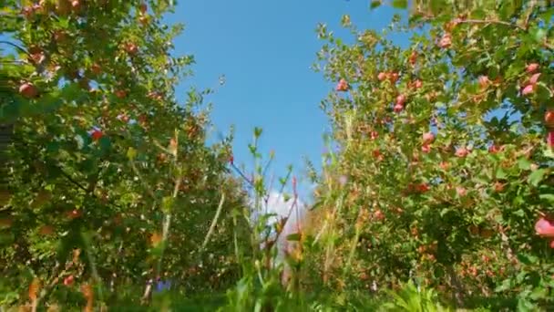 Травяная дорожка распространяется вдоль рядов яблонь под голубым небом — стоковое видео