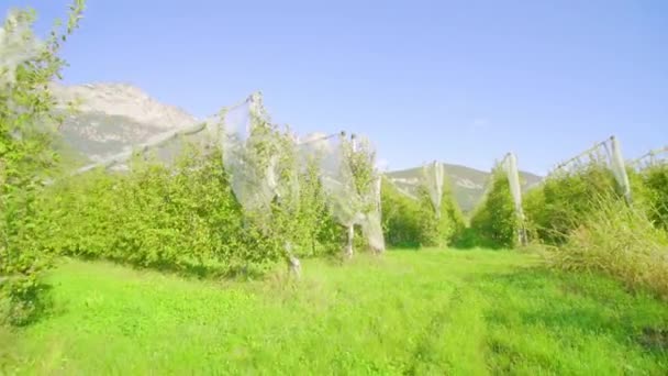 Μακριές σειρές νεαρών μηλιών αναπτύσσονται κατά μήκος των αιθουσών κάτω από τα μάτια — Αρχείο Βίντεο