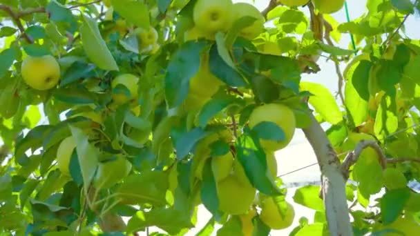 Parlak güneş ışığı ağaçtaki sarı olgun elmaları delip geçiyor. — Stok video