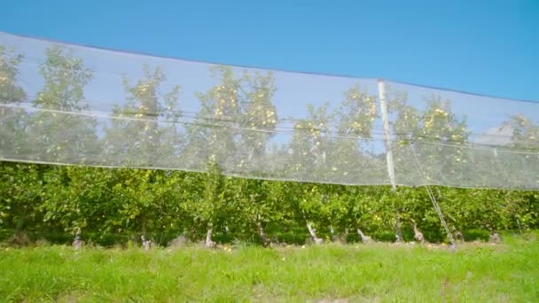 Row of apple trees grow on plantation behind protective net — Stock Video