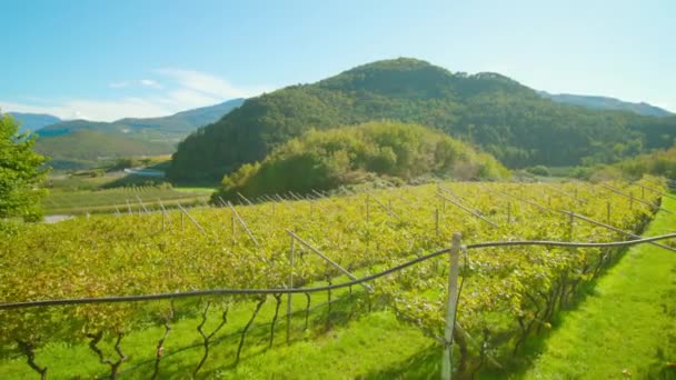 La vid de uva crece en plantación contra altas montañas — Vídeos de Stock