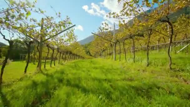 Sendero de hierba se extiende entre viñas en plantación rural — Vídeos de Stock