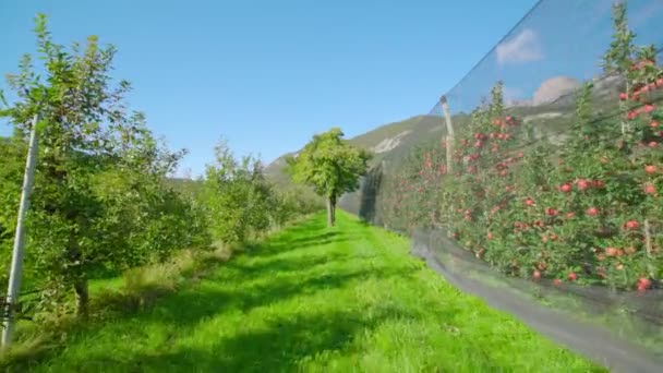 Apfelplantage mit reifen Früchten, die in der Nähe üppigen Grüns wachsen — Stockvideo