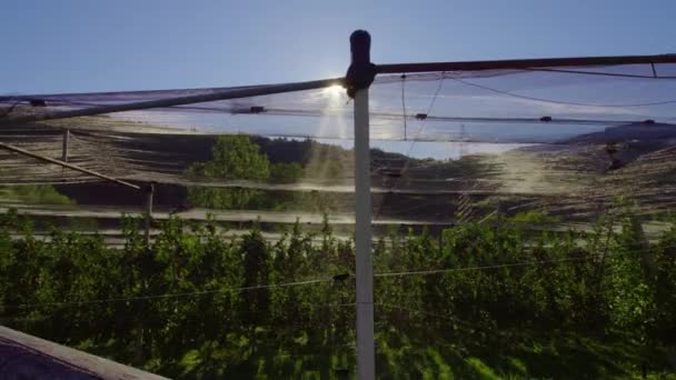 Sonne scheint über Apfelplantage unter Netz hinter Holzzaun — Stockvideo
