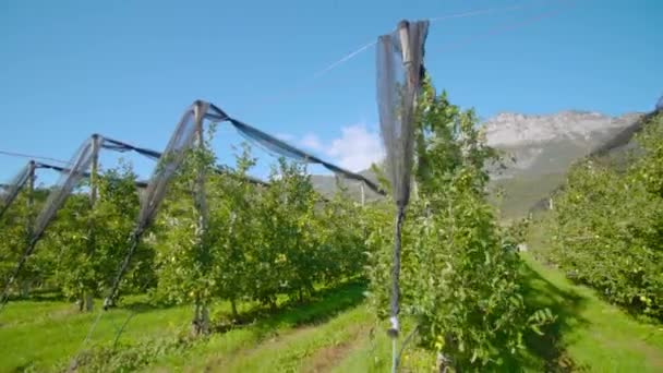 Ряды яблонь тянутся вдоль рядов травы на плантации — стоковое видео