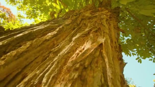 Tjockt lager av bark täcker stammen av hög gammal kastanj träd — Stockvideo