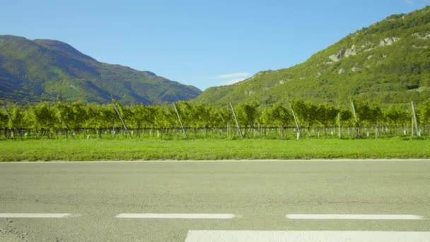 Large apple plantation behind asphalt road against hills — Stock Video