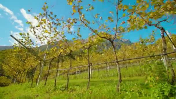 Larga hilera de viñas de uva creciendo en valle contra montaña — Vídeos de Stock