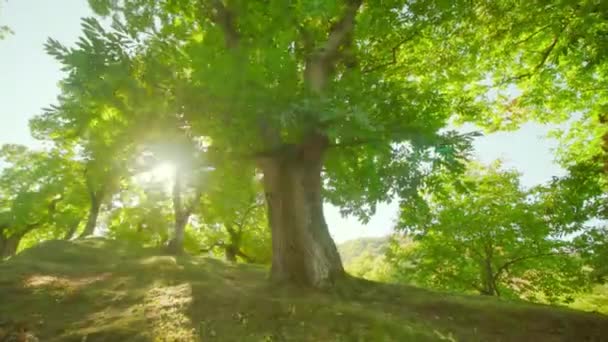 Pohon kastanye tumbuh di padang rumput taman nasional di Italia — Stok Video