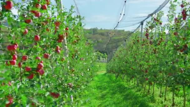 Green path between rows of apple trees with ripe fruits — Stock Video