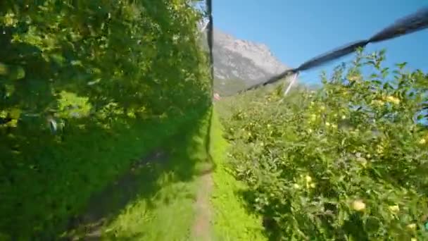 Enge Gasse auf Apfelplantage führt zu entferntem Berg — Stockvideo