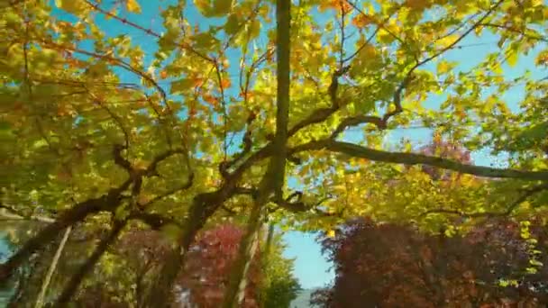多彩的叶子固定在金属丝上的几串葡萄藤 — 图库视频影像
