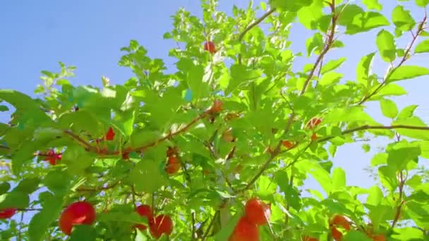 Tahta direğin etrafına yayılmış olgun elmalarla dolu yemyeşil dallar. — Stok video