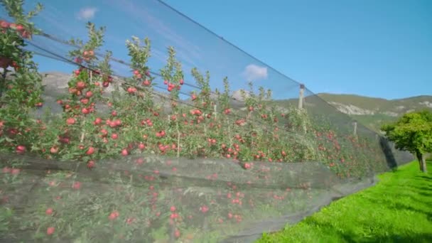 Longue rangée de pommiers poussent sur la plantation près de l'herbe verte — Video