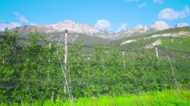 Elma ağaçları tarlalarda yetişir. Ağlarla kaplıdır.