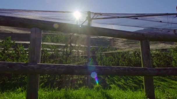 Sole splende su frutteto con alberi di mele dietro recinzione di legno — Video Stock