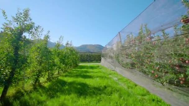 Nawa trawiasta w pobliżu plantacji jabłek prowadzi do betonowej drogi — Wideo stockowe