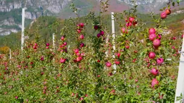 Rijpe sappige appels groeien op takken opknoping op metalen draden — Stockvideo