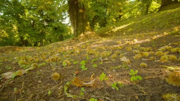 Dojrzałe kasztany spadły z drzewa leżą na ziemi wśród liści — Wideo stockowe