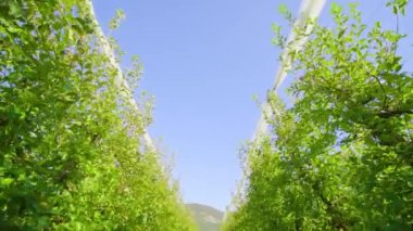 Çimen koridoru mavi gökyüzünün altındaki elma ağaçları boyunca yayılır.