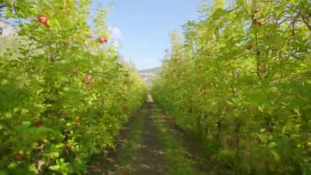 Sendero estrecho de tierra se extiende entre filas de exuberantes manzanos — Vídeos de Stock
