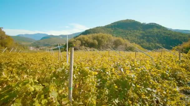 Cépages aux feuilles jaunes luxuriantes poussent sur la plantation — Video