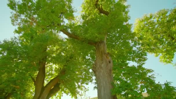 Високі солодкі каштани з широкими зеленими коронками під сонячним світлом — стокове відео