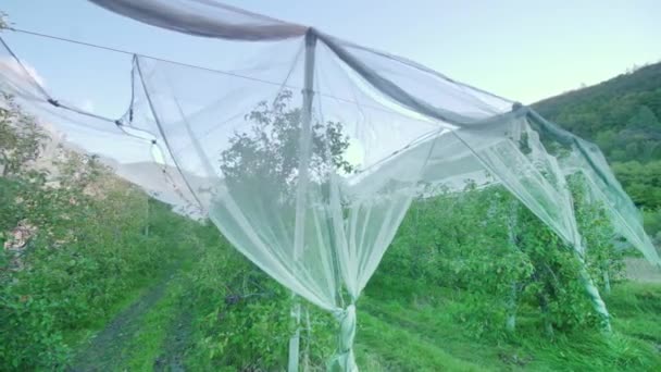White sun protection mesh covers rows of lush apple trees — Stock Video