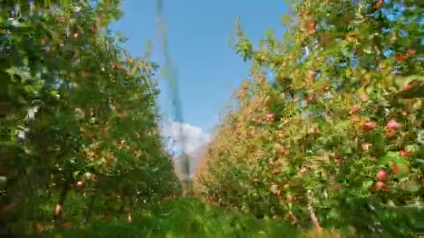 Smal gräsväg breder ut sig längs långa rader av äppelträd — Stockvideo