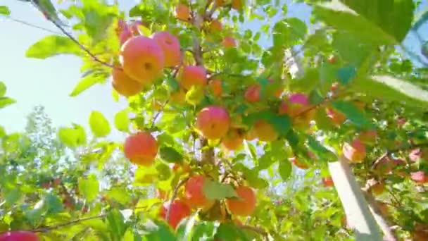 Manojo de manzanas frescas cuelgan en rama cerca de poste de metal — Vídeos de Stock